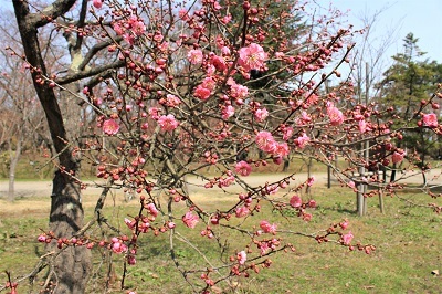 弘前公園で春探し_2021.04.02撮影_d0131668_17354265.jpg