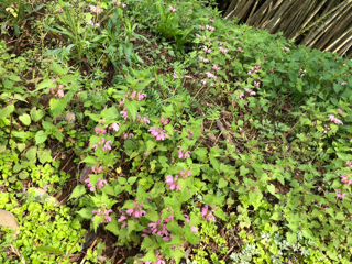 踊り子草_f0363168_19132563.png