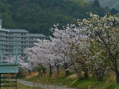 安浦の桜ところどころ・三津口_e0175370_19523722.jpg