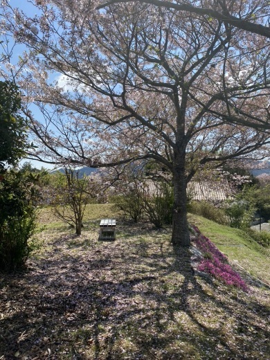 桜の季節から新緑の季節へ_c0334574_19091740.jpeg