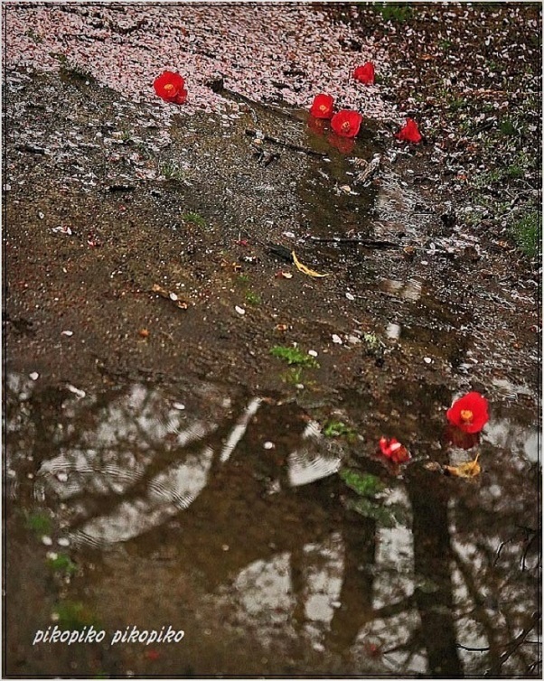 雨の中のお花見 今が一番 雨の中のお花見 今が一番