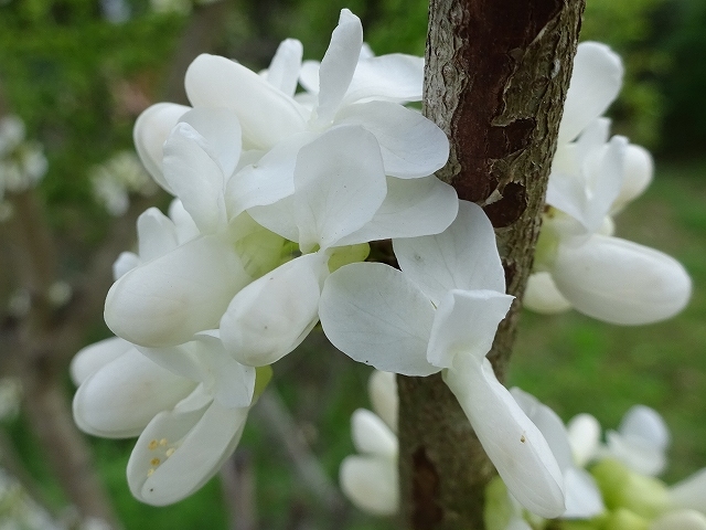 公園の草地に咲く花_d0088184_21161463.jpg