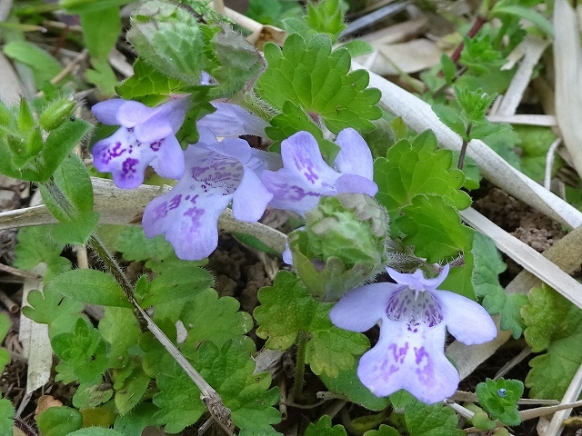 公園の草地に咲く花_d0088184_21253302.jpg