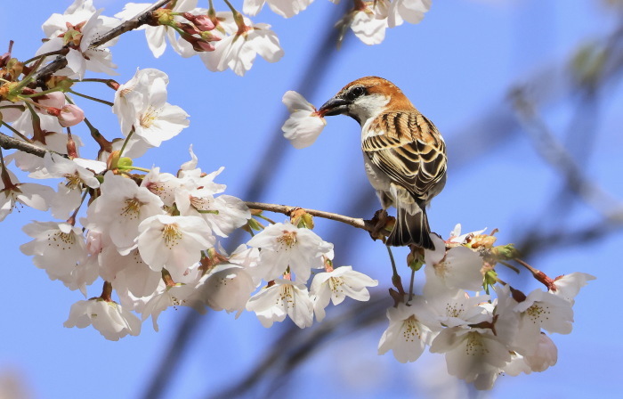 ニュウナイスズメ♂；④桜・さくら・サクラ２０２１_c0319902_06372867.jpg