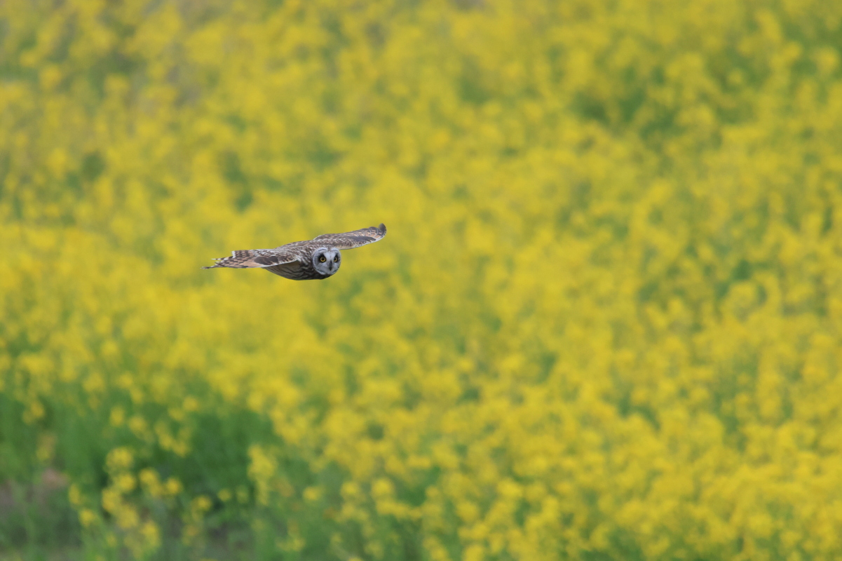 コミミズク 菜の花の丘_f0369315_23053109.jpg