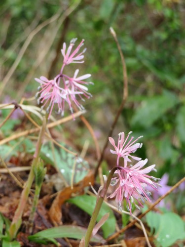 角田山の花はカタクリからイカリソウへ_a0309917_19274970.jpg