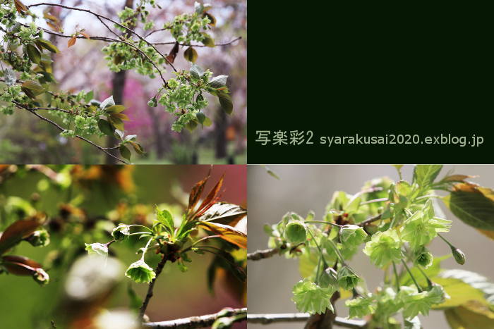 植物園に行く4月（2021年）2_b0398018_15243752.jpg