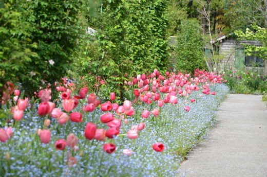 花の庭の 忘れな草とチューリップ 見頃です モネの庭だより