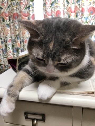 つみれちゃん、机どっかりがお好き_b0340621_12583579.jpeg