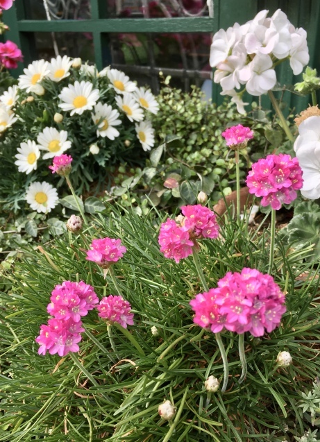 ４月６日 花壇のアルメリアがとても可愛らしいです ブログ 吉祥寺 欧夢 アンティークとともに