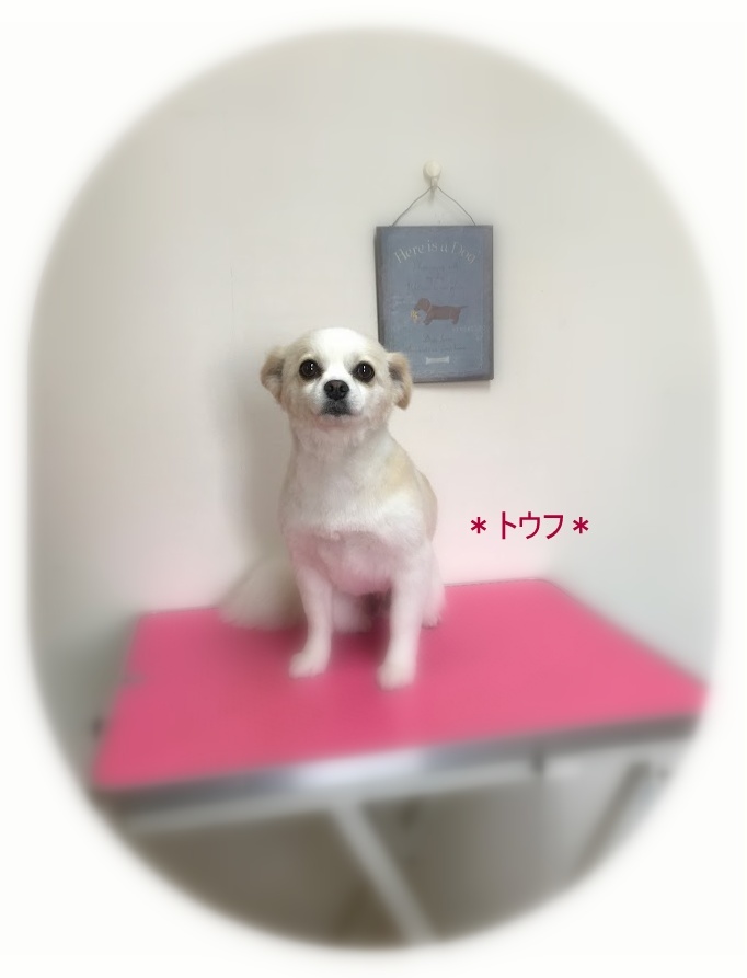 トウフちゃん_a0315823_20383061.jpg