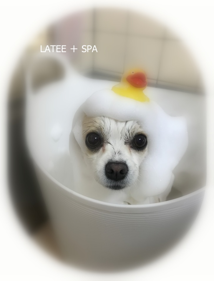 トウフちゃん_a0315823_20383854.jpg