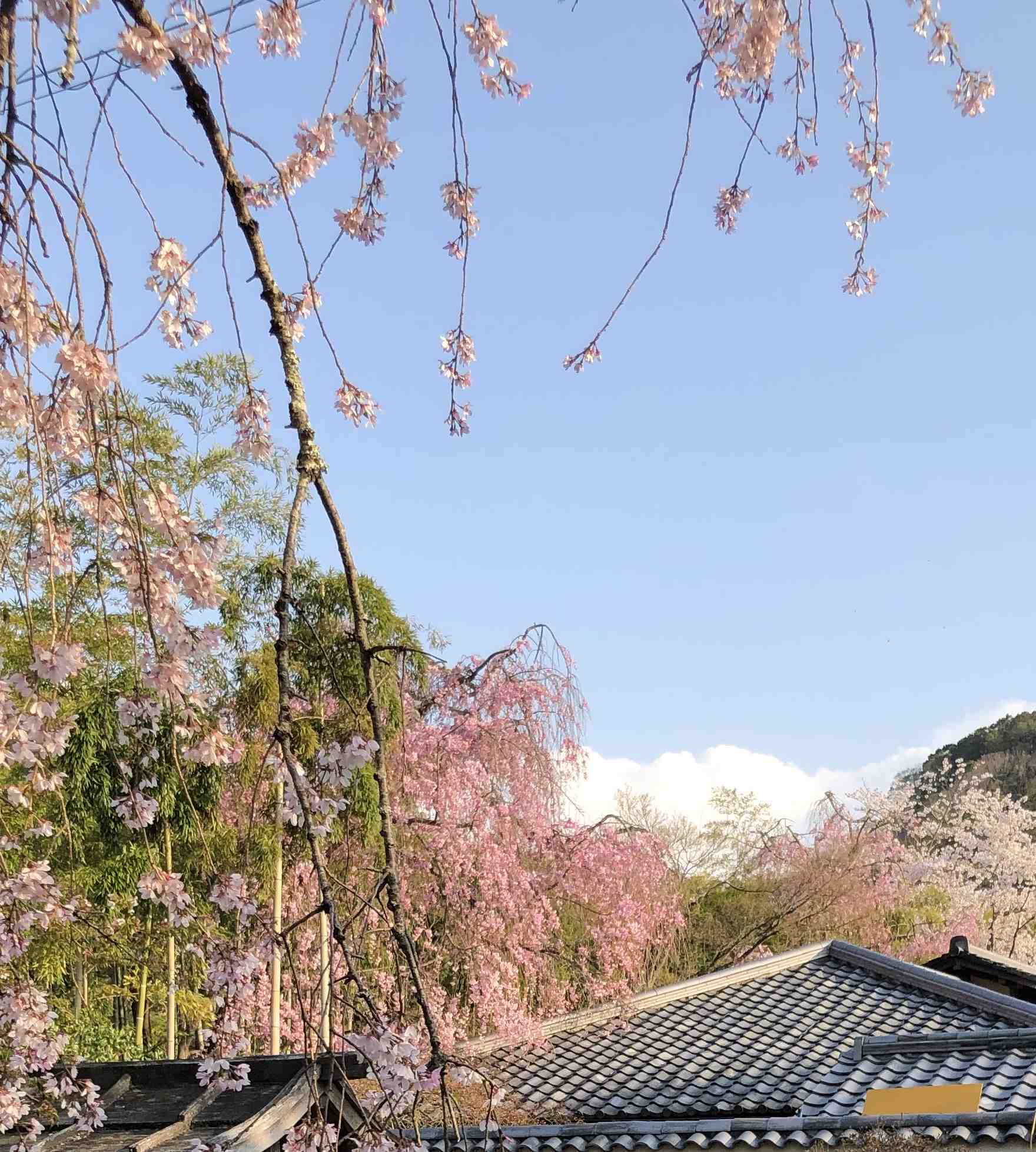 桜から新緑へ_a0197730_09334789.jpg