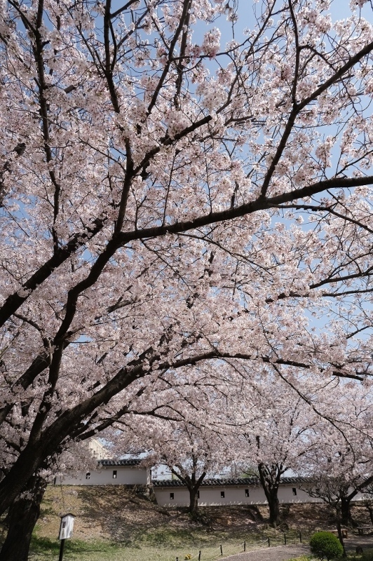 勝龍寺城公園の桜 3_e0374932_07070717.jpg