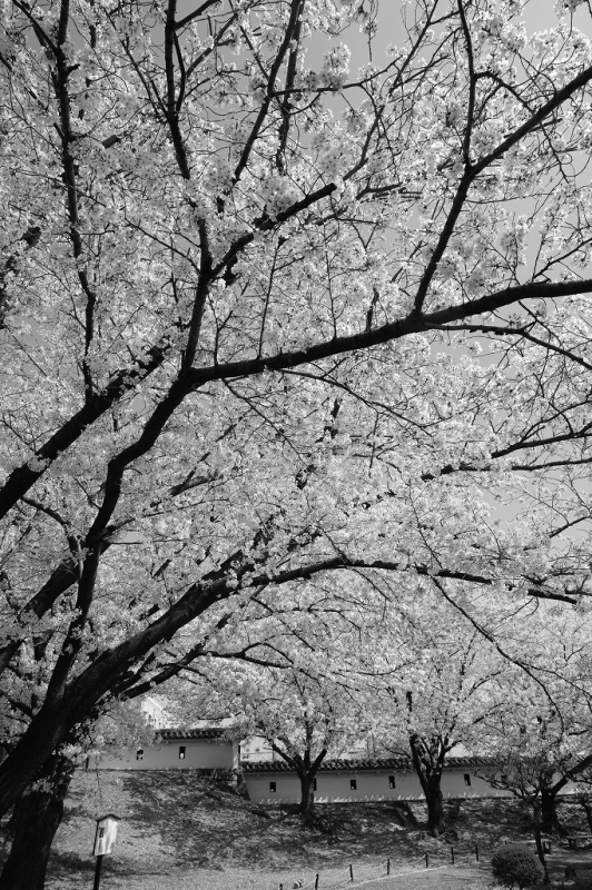 勝龍寺城公園の桜 3_e0374932_07071295.jpg