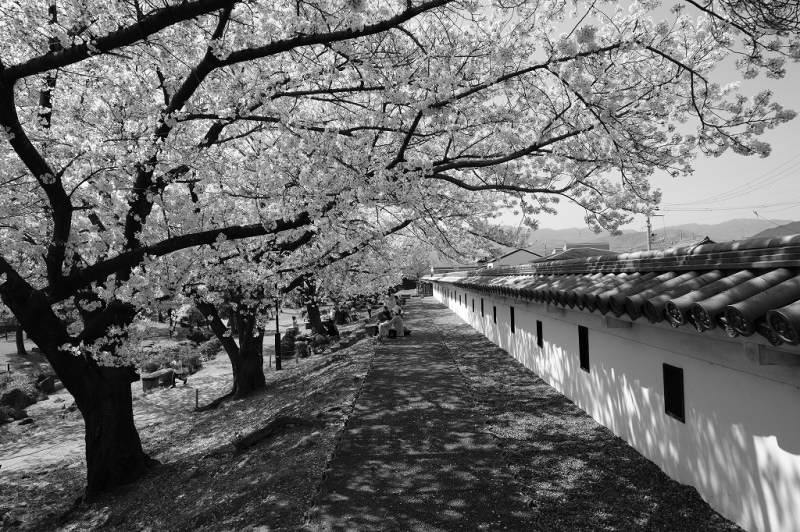 勝龍寺城公園の桜 3_e0374932_07071959.jpg