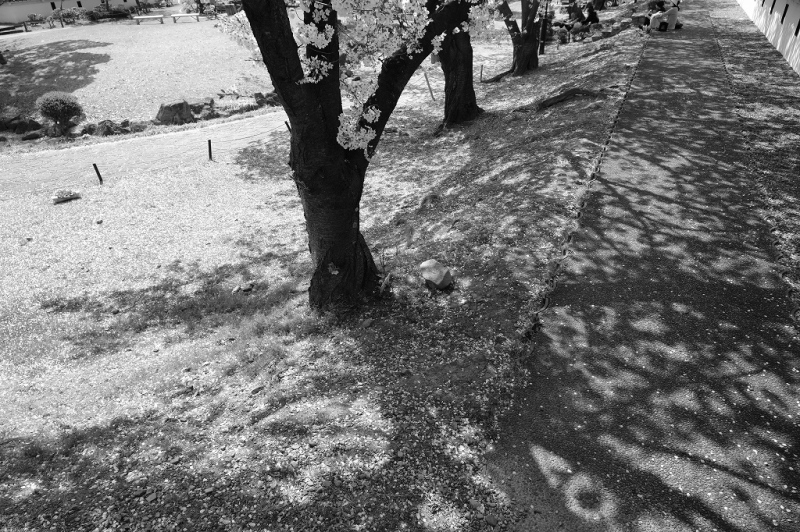 勝龍寺城公園の桜 3_e0374932_07072545.jpg