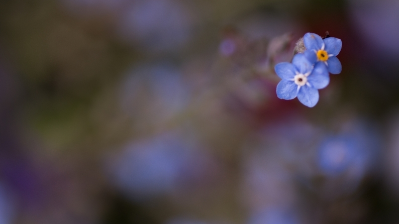 カランコエの花