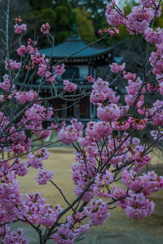 21京都桜 勧修寺 早咲き桜 鏡花水月 21京都桜 勧修寺 早咲き桜 鏡花水月