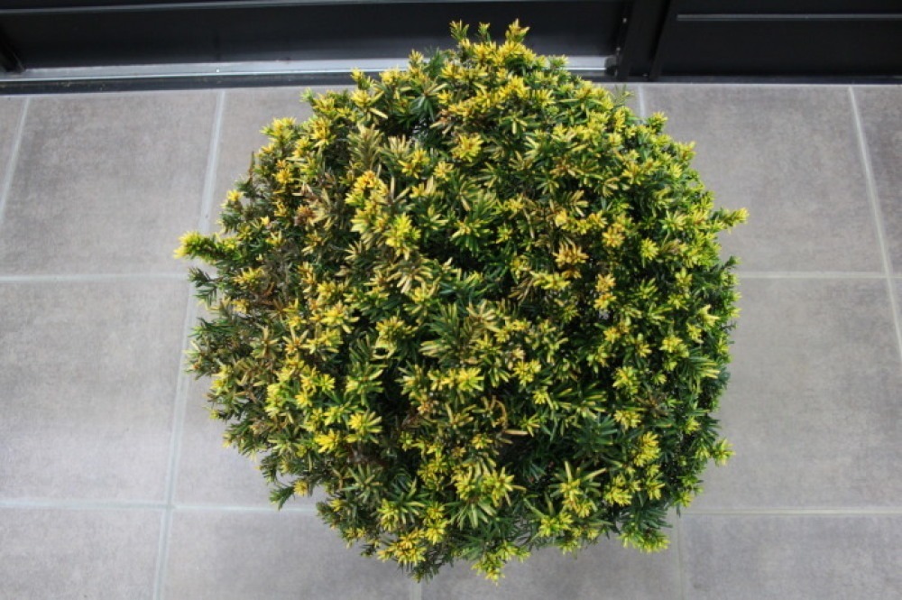 黄金キャラボク玉　球状 キンキャラ キンメキャラボク オウゴンキャラボク 玉仕立て 販売 画像