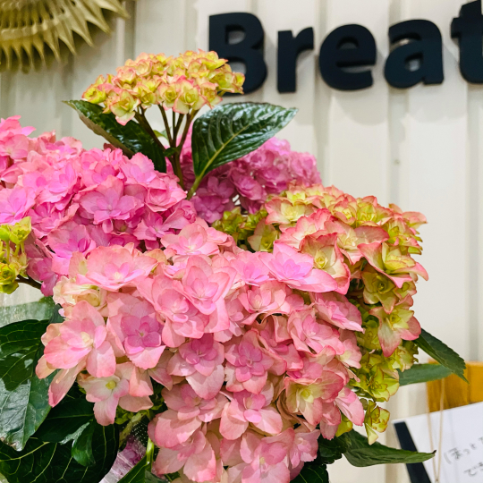 紫陽花 入荷しました ブレスガーデン Breath Garden 大阪 泉南のお花屋さんです