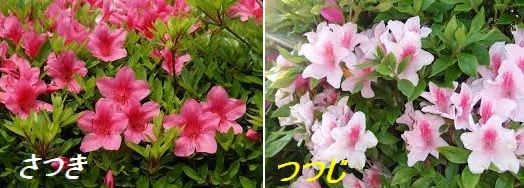 サツキとツツジの違い ねーちゃんのひとり言