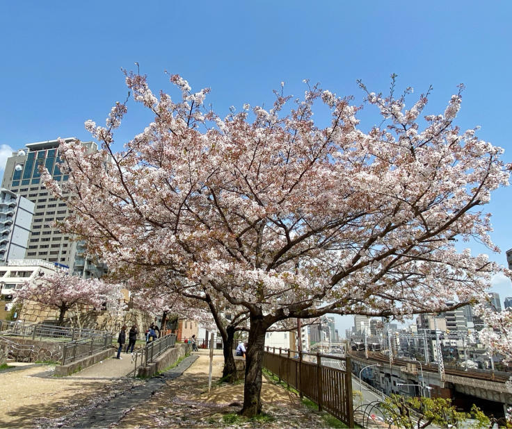 花隈公園の桜_b0063958_12464609.jpg
