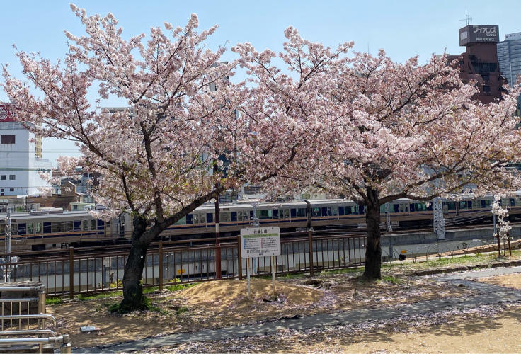 花隈公園の桜_b0063958_12470243.jpg