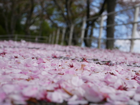 桜の花びら 舞う 三日おばさん