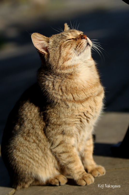 のらねこ 野良にゃん写真集