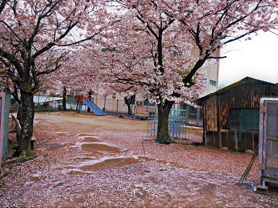 安浦の桜 散る桜 残る桜も 散る桜 やすうら夢工房ブログ