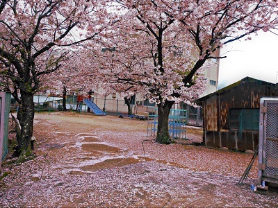 安浦の桜 散る桜 残る桜も 散る桜 やすうら夢工房ブログ 安浦の桜 散る桜 残る桜も 散る桜 やすうら夢工房ブログ