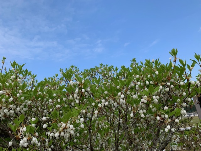 この花の名前 紅雀川柳ブログ