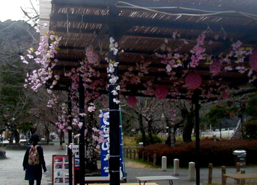 ●「増加する 造花桜や 贋盛り」_d0053294_13460166.jpg
