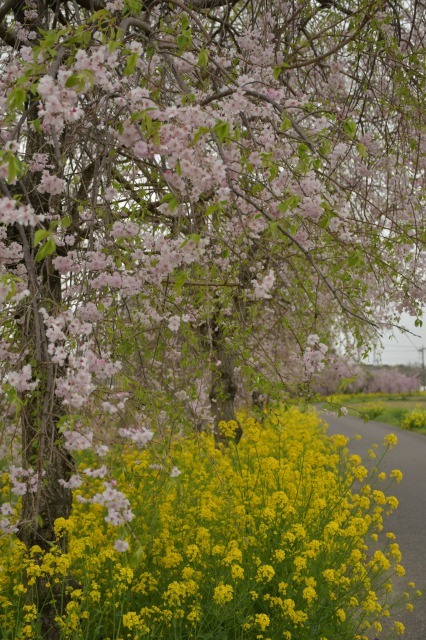 桜巡り2021 ~ 名残りの枝垂れ桜と蒸気機関車_b0356401_21564966.jpg