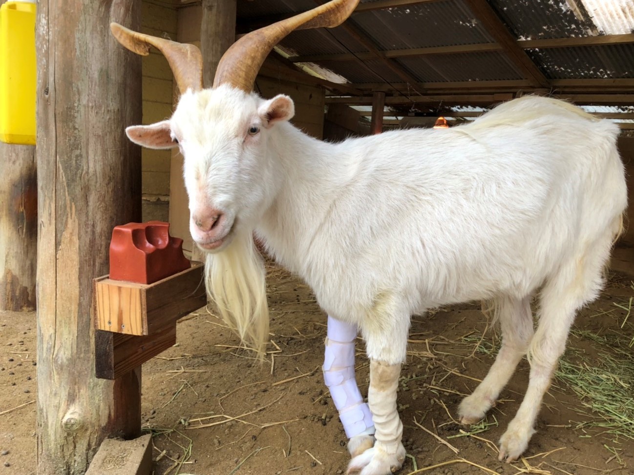 クサヤギ ありがとう_c0290504_17305596.jpg
