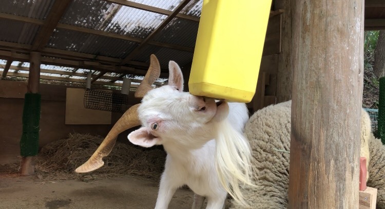 クサヤギ ありがとう_c0290504_17380314.jpg