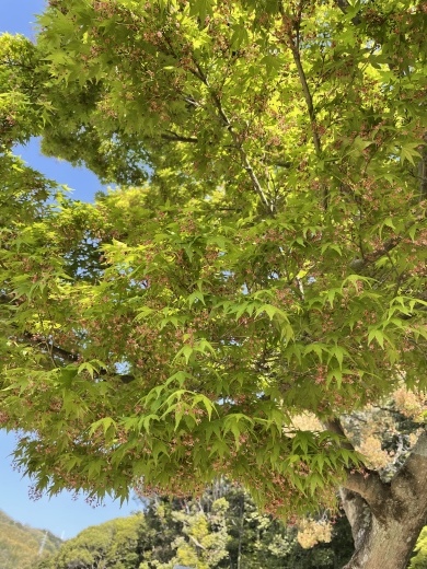 山登りの日。_a0213806_15244784.jpeg