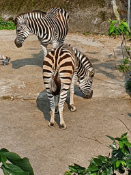 家族連れでも、おひとりさまでも楽しめる台北市立動物園♪_b0182708_20440816.gif