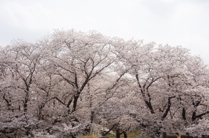 ■ウォーキング【愛川町・坂本青少年広場 の桜見物】_b0033423_18582226.jpg