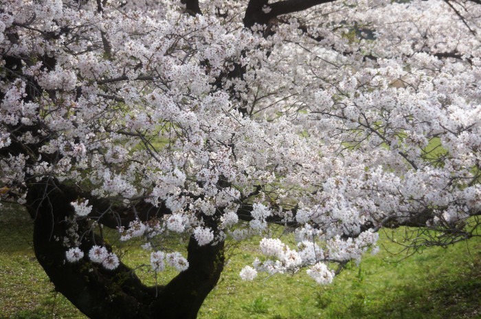 ■ウォーキング【愛川町・坂本青少年広場 の桜見物】_b0033423_18595017.jpg