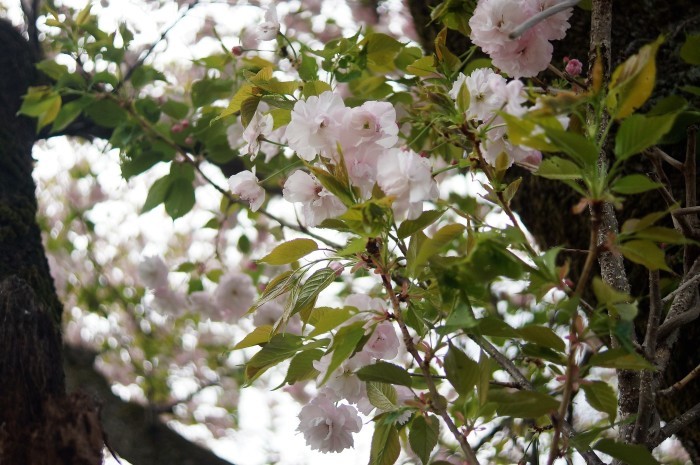 ■ウォーキング【愛川町・坂本青少年広場 の桜見物】_b0033423_19004379.jpg