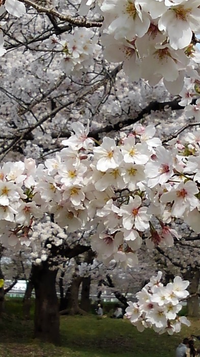 ■ウォーキング【愛川町・坂本青少年広場 の桜見物】_b0033423_19032972.jpg