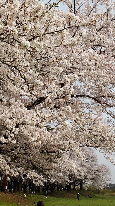 ■ウォーキング【愛川町・坂本青少年広場 の桜見物】_b0033423_19034938.jpg