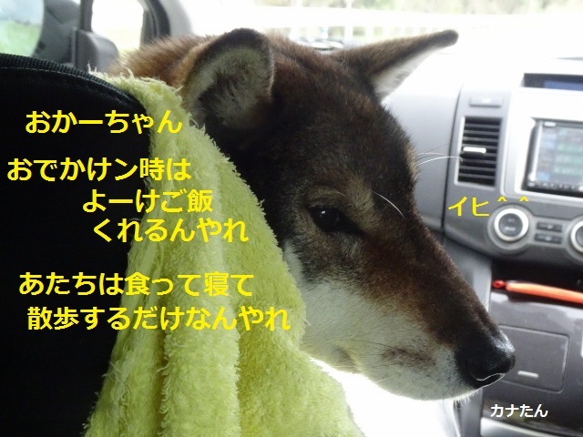 四国犬 テツカナ今日この頃 翔ちゃんもいるよ 四国犬 テツカナ今日この頃 翔ちゃんもいるよ