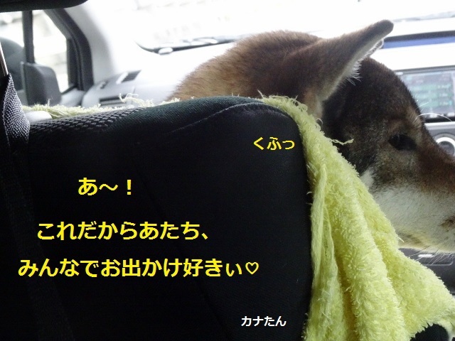 四国犬 テツカナ今日この頃 翔ちゃんもいるよ 四国犬 テツカナ今日この頃 翔ちゃんもいるよ