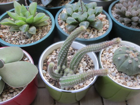 サボテン 白檀 の新芽 あるまじろの庭