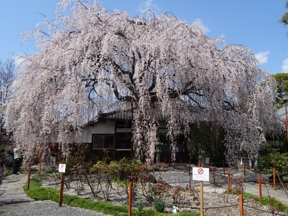 本満寺の枝垂れ桜_b0299042_08250188.jpg