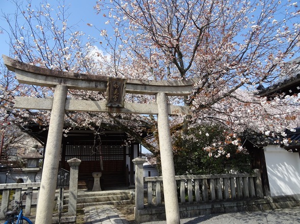 本満寺の枝垂れ桜_b0299042_08250502.jpg