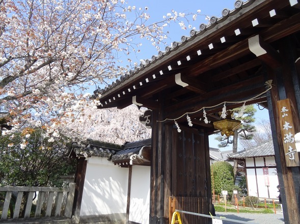 本満寺の枝垂れ桜_b0299042_08251105.jpg